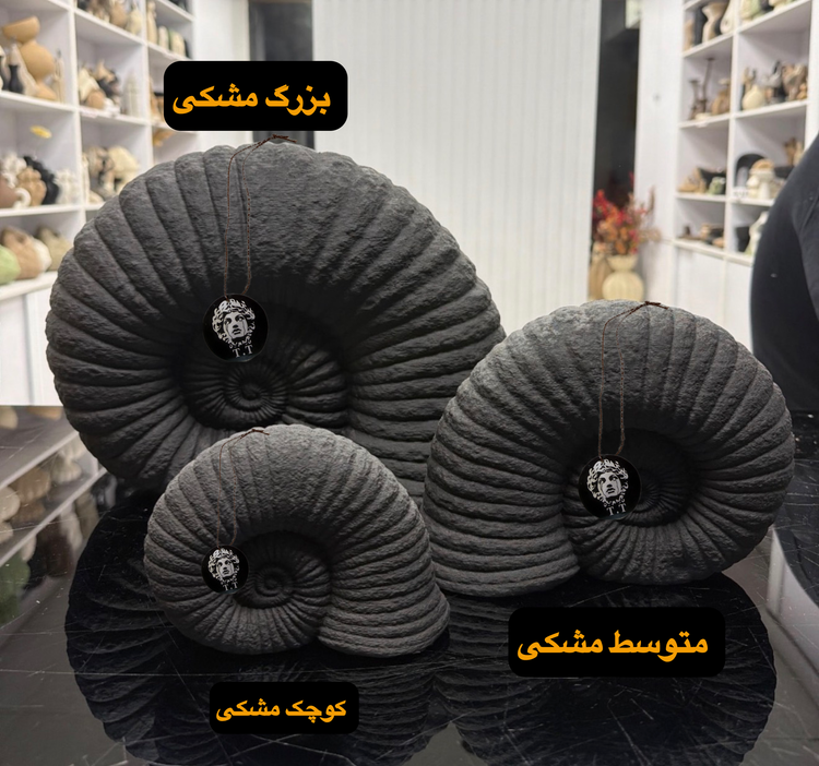 مجسمه دکوری رومیزی مدل صدف آمونیت کد۳۵۹۶